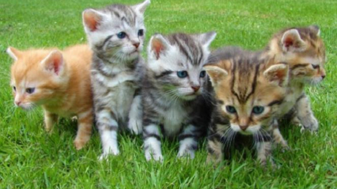 7 Fakta Menarik Kucing yang Jarang Diketahui  Halaman 2