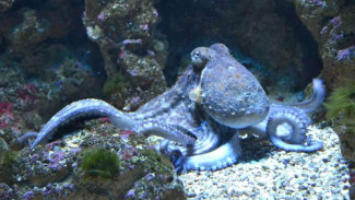 Oclantis, Kota Tersembunyi Bawah Laut Buatan Gurita