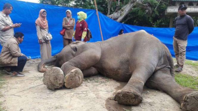 Seekor gajah betina koleksi Taman Marga Satwa dan Budaya Kinantan Bukittinggi, Sumatera Barat, dilaporkan mati di kandangnya.