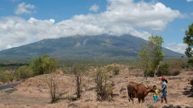 Warga mengembalakan sapi sekitar 10 kilometer dari Gunung Agung.