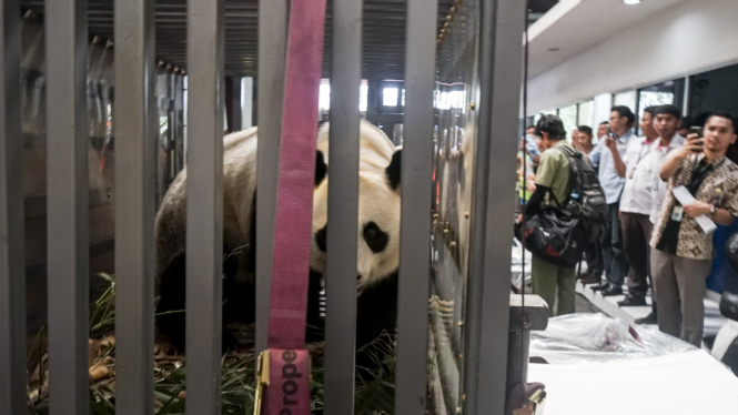 Panda dari China tiba di Indonesia.