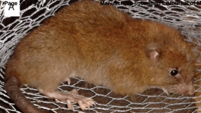 Spesies baru tikus raksasa Uromys vika