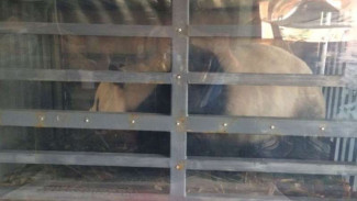Tiba di Indonesia, Giant Panda Asal China Disambut Menteri