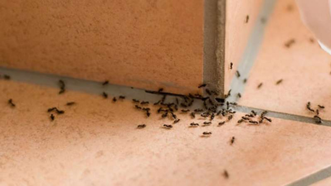 Membersihkan semut di rumah