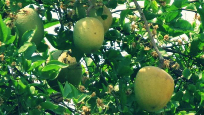 Asalusul Buah Maja dari Potongan Dada Dewi Lakshmi