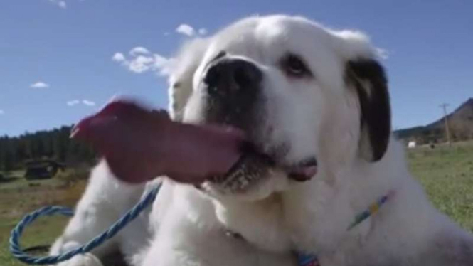 Mochi, Anjing dengan lidah terpanjang