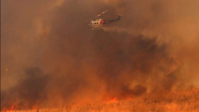 Helikopter menyiramkan air di lokasi kebakaran lahan anggur di California.