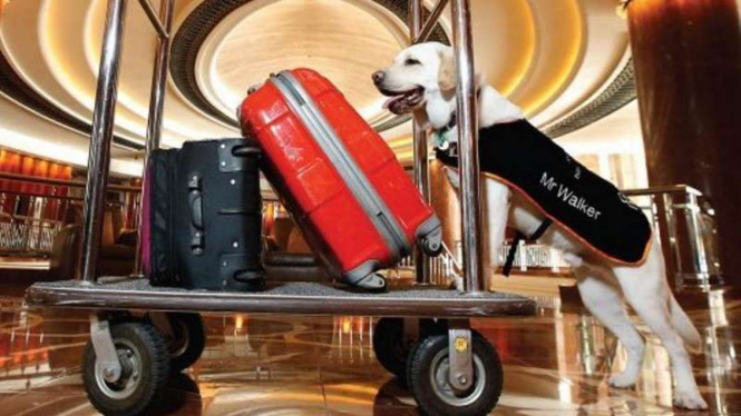 Pegawai anjing di Hotel Park Hyatt di Melbourne, Australia
