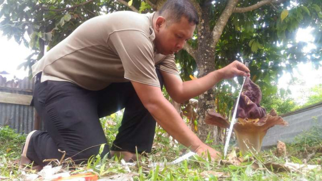 Warga sedang mengukur tinggi dan lebar bunga Bangkai yang mekar di halaman rumah di Kelurahan Dua Ilir Kota Palembang Sumatera Selatan, Rabu (11/10/2017)