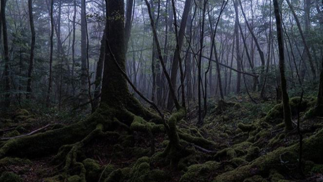 Hutan Aokigahara, Jepang.