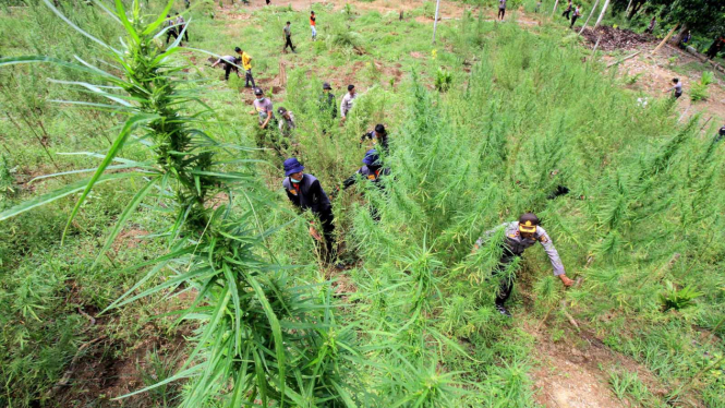 Operasi Ladang Ganja