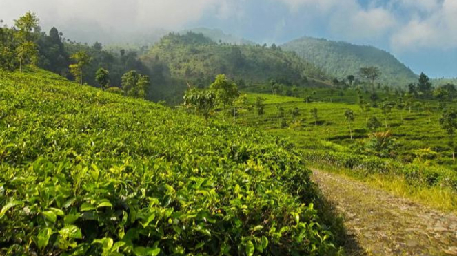 Kebun Teh Medini.