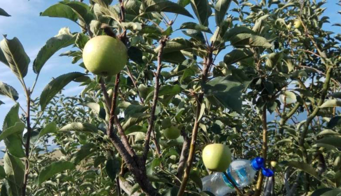 Wisata petik apel di Malang