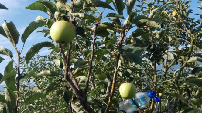 Wisata petik apel di Malang