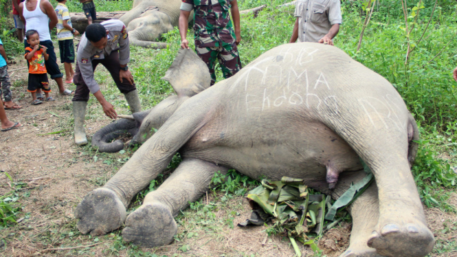 Warga bersama anggota TNI/Polri melihat dua gajah sumatera (Elephas maximus sumatrensis) yang mati diduga akibat tersengat arus listrik di Kawasan perkebunan warga Desa Seumanah Jaya, Rantoe Perlak, Aceh Timur, Aceh, Minggu (15/10).