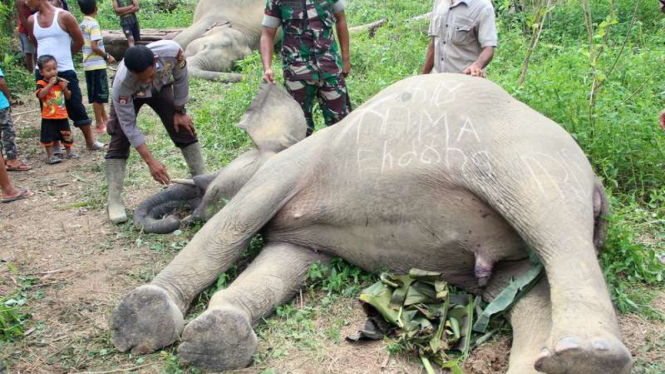 Kondisi dua ekor gajah sumatera (Elephas maximus sumatrensis) yang mati diduga akibat tersengat listrik di Desa Seumanah Jaya Aceh Timur, Minggu (15/10/2017).
