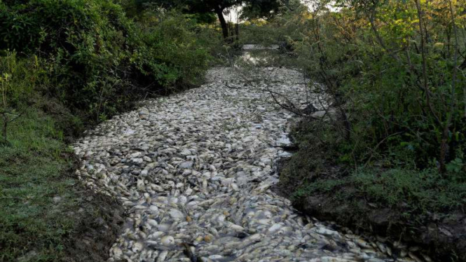Penampakan ribuan ikan mati akibat polusi di sungai Confuso