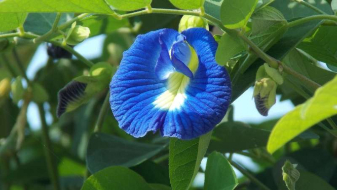 Si Biru Cantik Bunga Telang Untuk Kesehatan Seksual Wanita