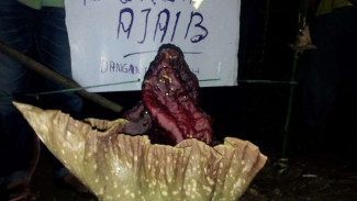 Tumbuh Dekat Kuburan, Warga Menamai Bunga Ajaib