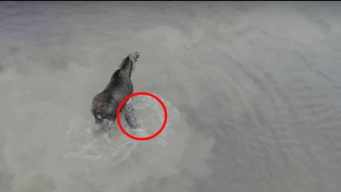 Potongan gambar perkelahian rusa melawan serigala di danau dingin Ontario Kanada, Senin (9/10/2017)