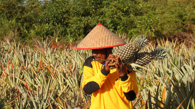 Pertanian Nanas Solusi Kebakaran Lahan