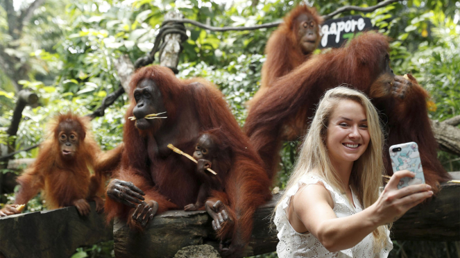 Interaksi Petenis Wanita Ukraina dengan Orangutan di Singapore Zoo