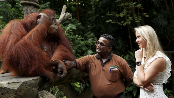 Petenis Wanita Ukraina dengan Orangutan di Singapore Zoo