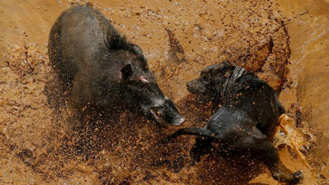 Laga babi hutan dan anjing yang jadi kontroversi