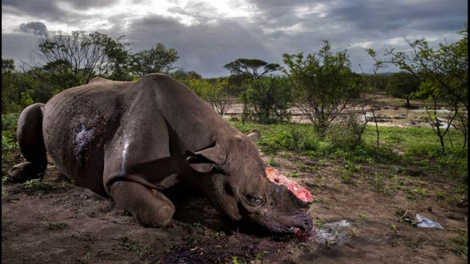 Badak Hitam Afrika Selatan yang tewas dibunuh pemburu usai dipotong culanya. Foto ini memenangi penghargaan Wildlife Photographer of This Year 2017.