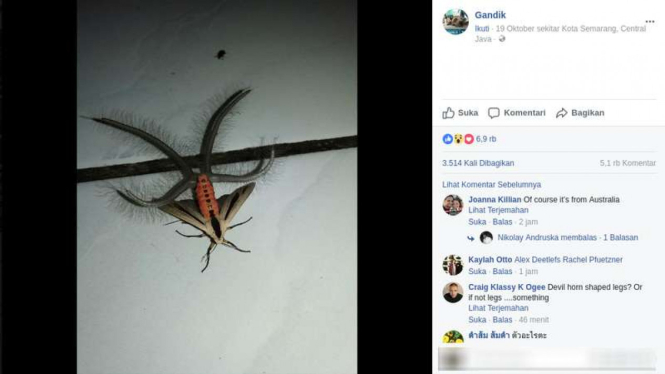 Serangga aneh yang ditemukan seorang pengguna Facebook asal Kebumen Jawa Tengah.