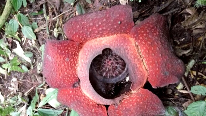 Bunga Rafflesia tumbuh di Agam, Sumatera Barat.