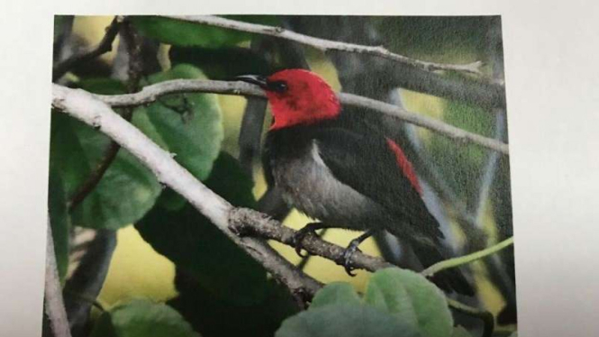 Spesies burung baru yang ditemukan di Rote, NTT.