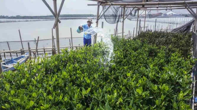 Kampung Tambakrejo Pesisir Semarang, Desa Mandiri - pembibit mangrove