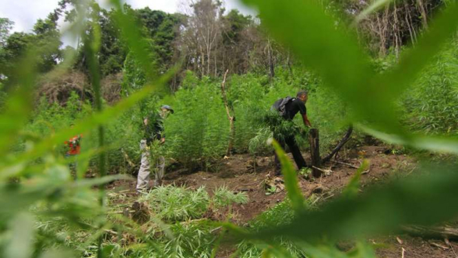 Aparat mencabut batang ganja yang ditemukan di Pengunungan Aceh Besar.