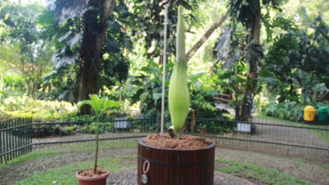 Kesempatan Langka Lihat Bunga  Bangkai  di  Kebun  Raya  Bogor 