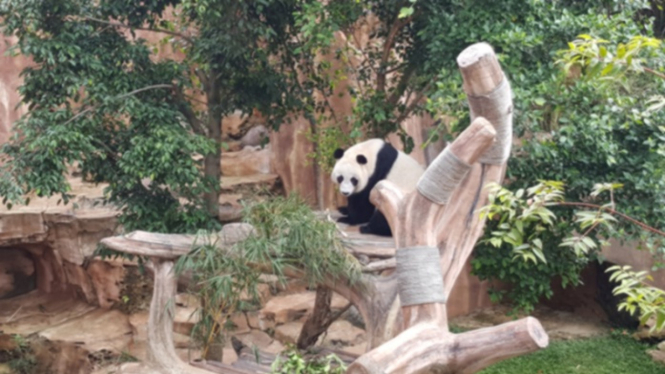 Panda asal Tiongkok di Taman Safari Cisarua Bogor