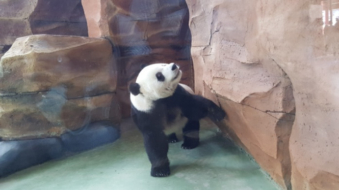 Panda asal Tiongkok di Taman Safari Cisarua Bogor