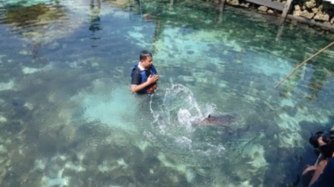 Penangkaran Hiu di Karimun Jawa