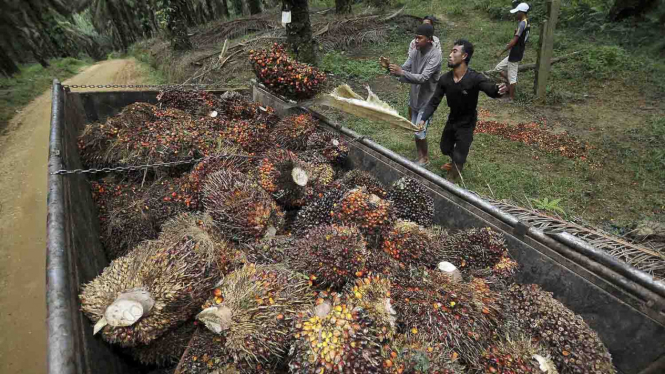 Perkebunan kelapa sawit.