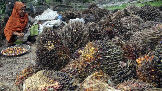 Ilustrasi perkebunan kelapa sawit di Sumatera.