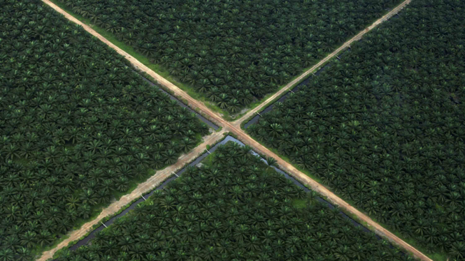 Foto aerial perkebunan kelapa sawit yang ada di Sumatera Selatan