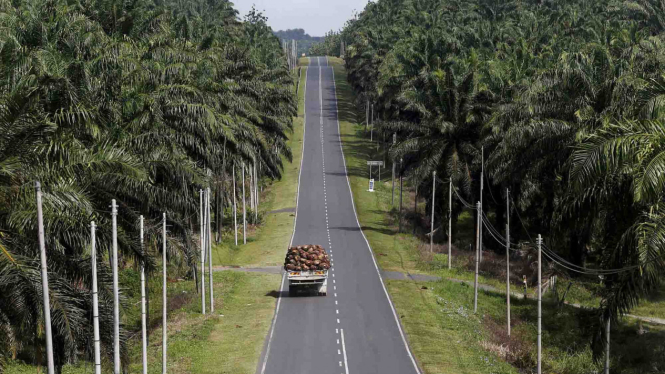 Sorot Kelapa Sawit - Kebun - Perkebunan - Lahan - Hutan