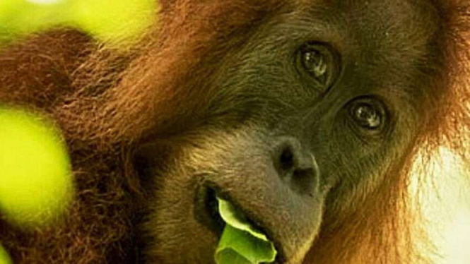 Pongo Tapanuliensis atau Orangutan Tapanuli