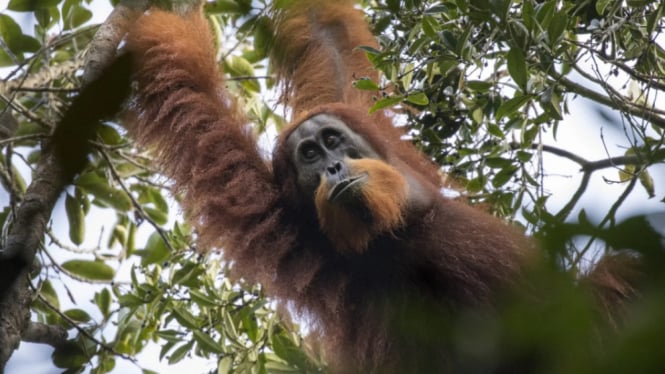 Spesies baru Orangutan Pongo Tapanuliensis.