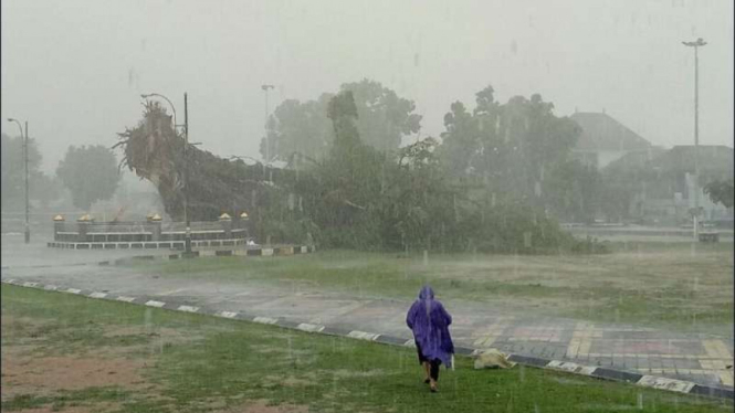 Pohon beringin raksasa yang roboh di alun-alun Kota Banjarnegara Jawa Tengah, Rabu (8/11/2017)