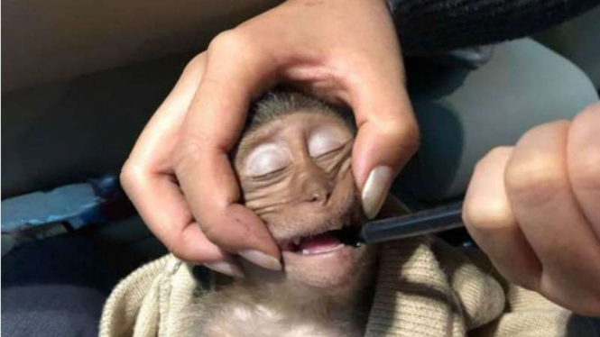 Bayi monyet overdosis akibat tenggak kopi milik turis