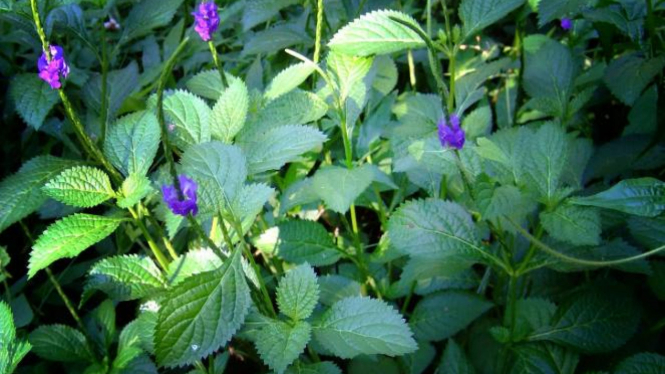 Rumput Jarong Lelaki Tanaman Hias Sekaligus Herba Wanita