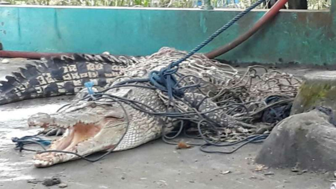 Buaya muara ditangkap warga