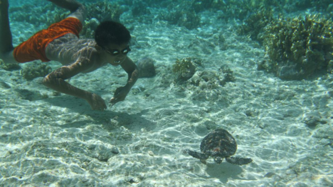 Anak suku Bajo main dengan penyu di bawah laut Wakatobi.