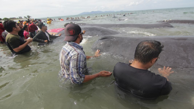 Paus jenis sperma yang terdampar di perairan Aceh